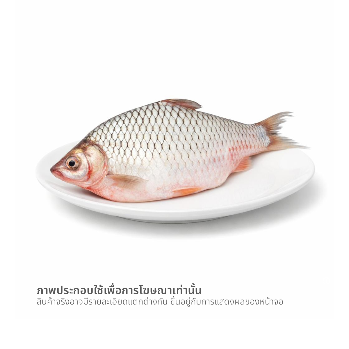 ปลาตะเพียน ขนาด 500-700 ก. ตัวละ