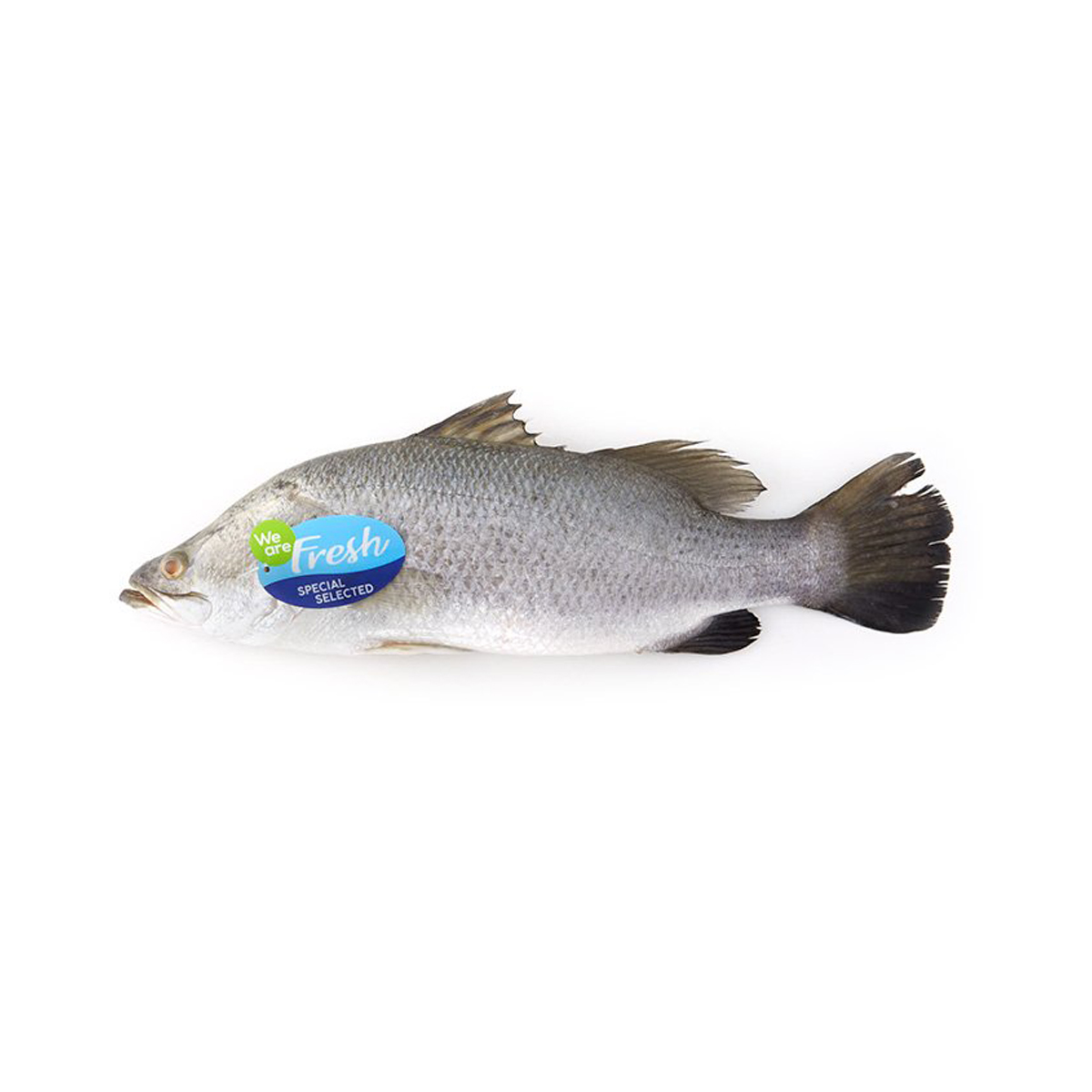 WE ARE FRESH Sea Bass 400-600 g./each