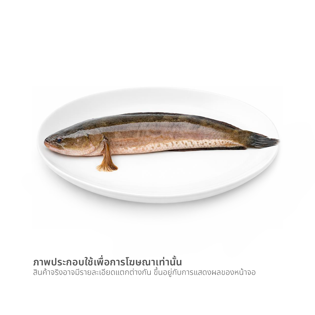 ปลาช่อน (เฉลี่ยตัวละ 700-800 ก.) ตัวละ